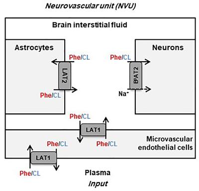 Propagation of Plasma L-Phenylalanine Concentration Fluctuations to the Neurovascular Unit in Phenylketonuria: An in silico Study